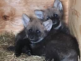 Wolf pups at Louisville Zoo