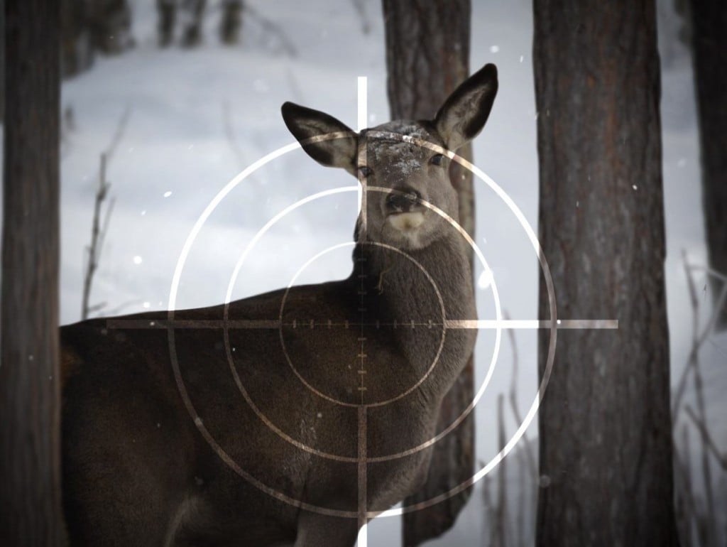Deer