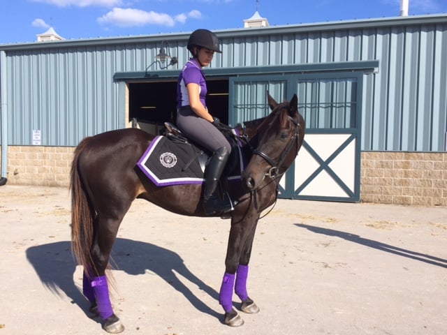 Horse from Asbury University in Inaugural Parade in Washington