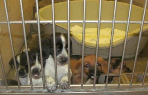 Puppies