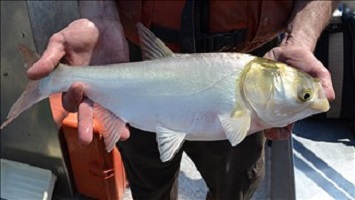 State looking at environmentally-friendly option to decrease Asian carp population.
