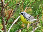 FILE - In this May 19