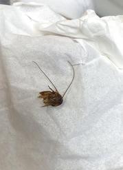 This undated photo photo made available by Katie Holley shows the head of a cockroach. Holley woke up in the early morning hours of April 14