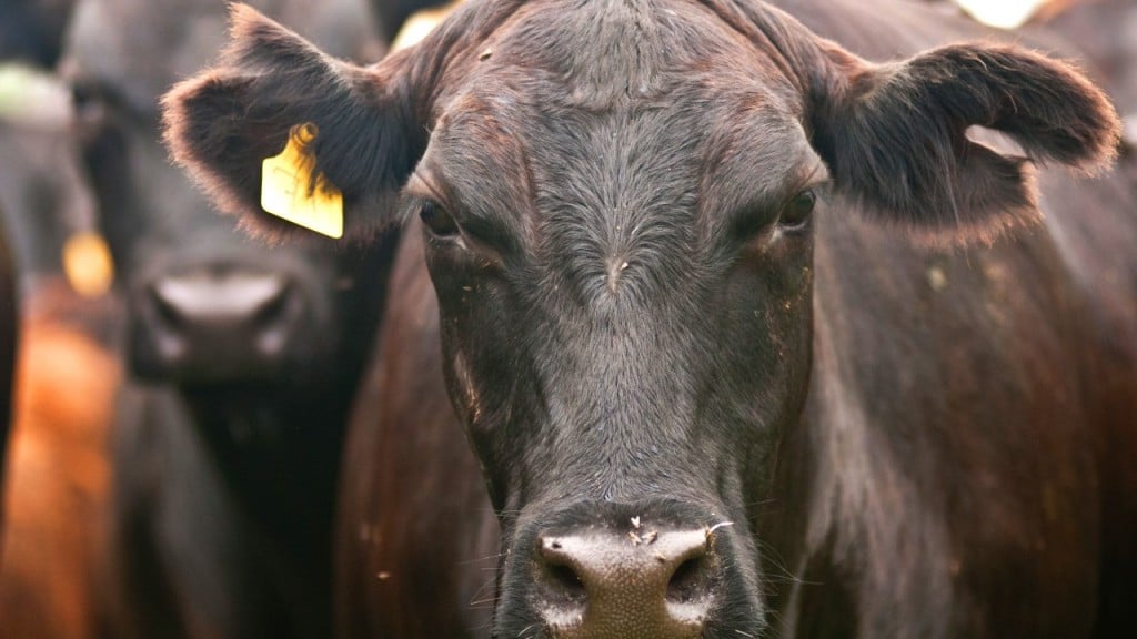 cows