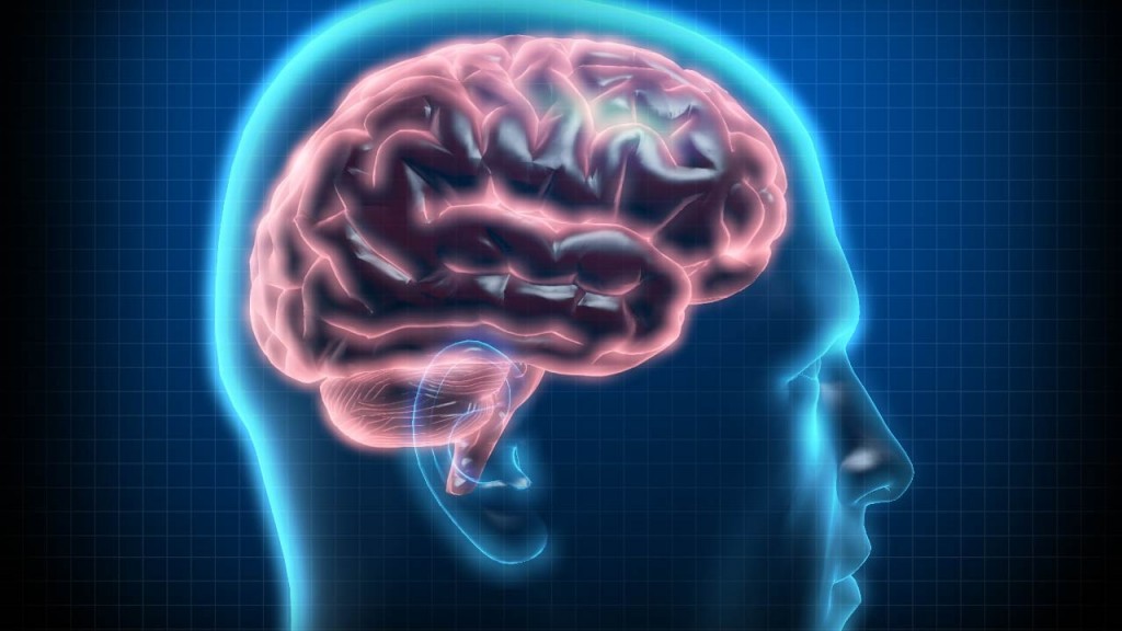 Human brain