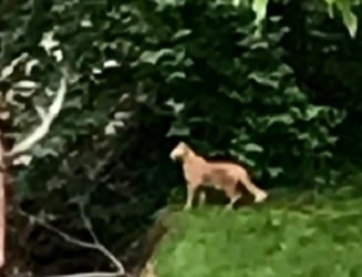 Large feline spotted in Louisville suburbs.