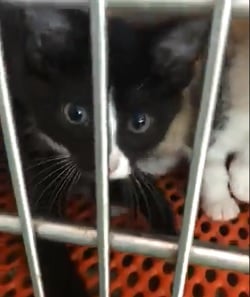 Kitten at Estill County Animal Shelter.
