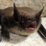 Little brown bat