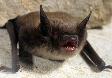 Little brown bat