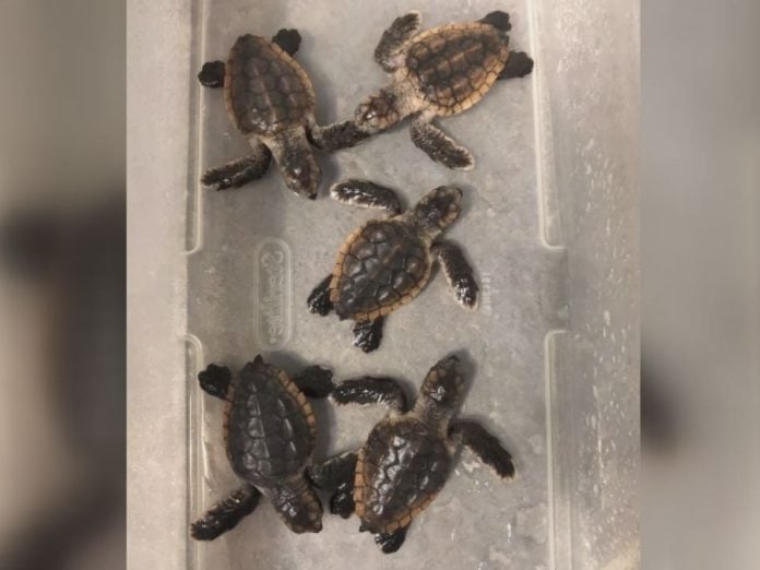Five baby loggerhead sea turtles found in a Georgia hotel room.