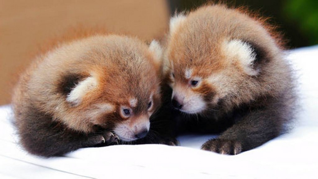 Rosamond Gifford Zoo red panda cubs