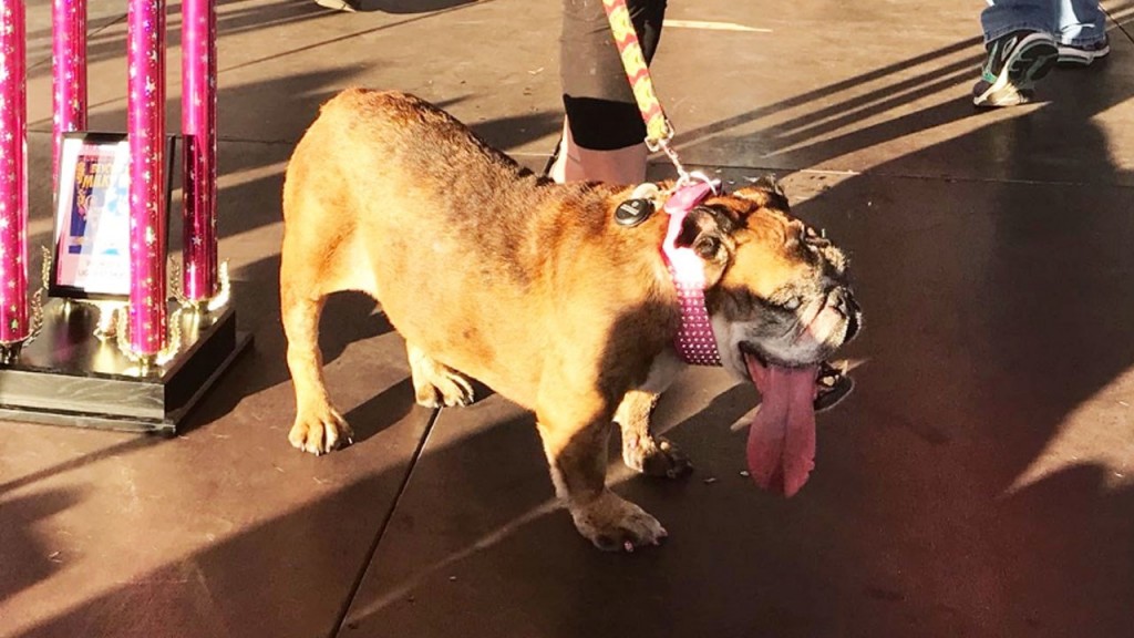 Zsa Zsa won the World's Ugliest Dog contest. She died Tuesday.