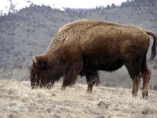 A bison auction is being held next month at Land Between the Lakes National Recreation Area.