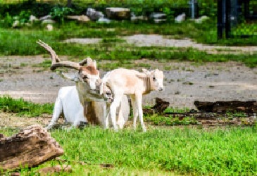 Addax calf is born at the Louisville Zoo.