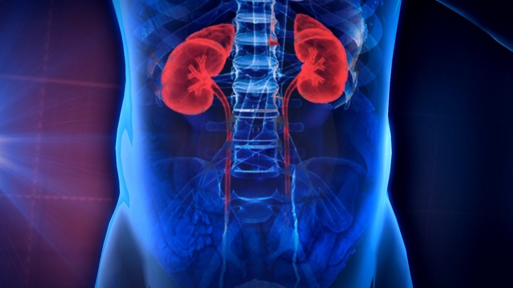 Kidneys