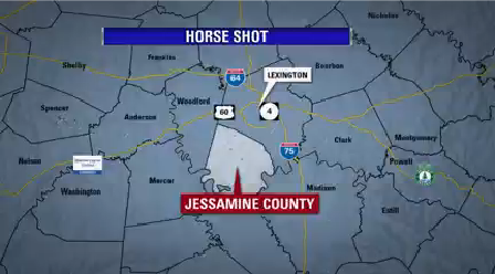 Horse Shot