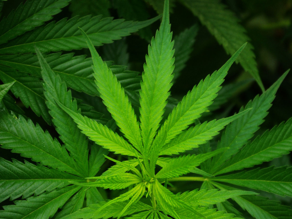 Marijuana Plant MGN Online