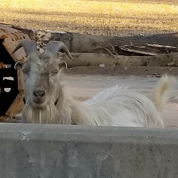 Houdini the I65 goat