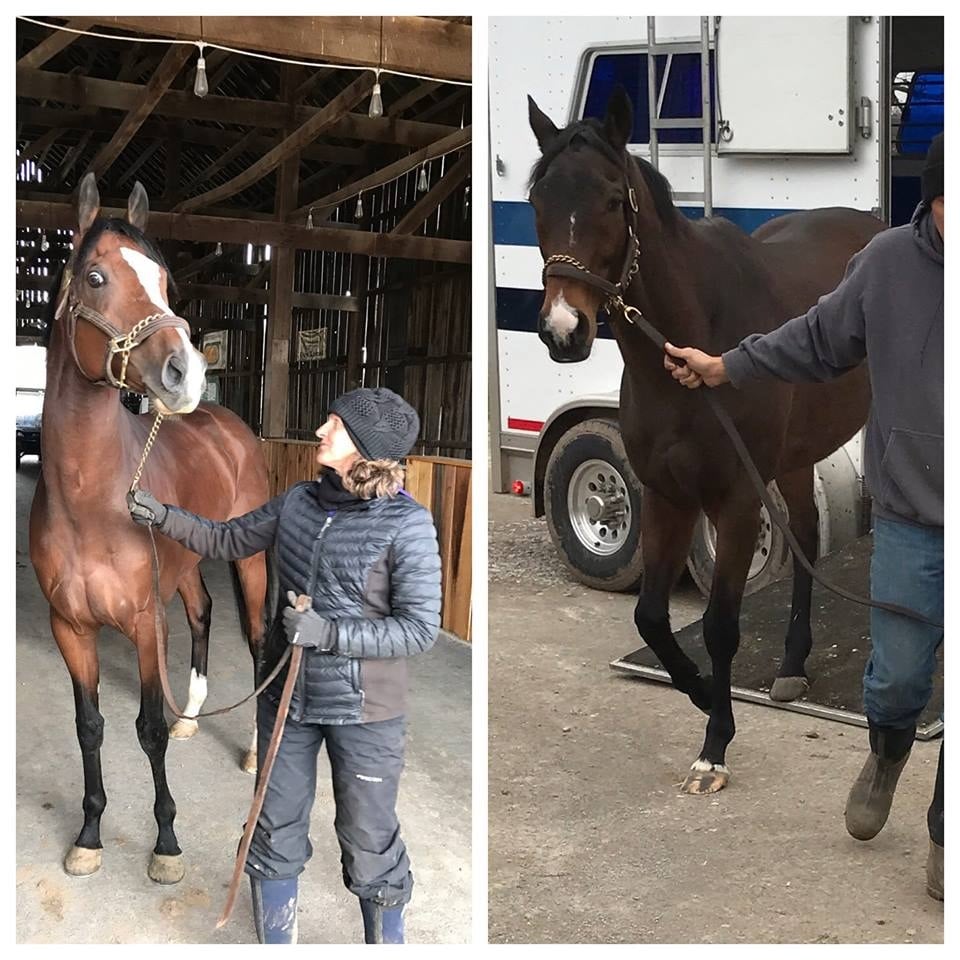 Wake Forest and Kharafa  arrived at Old Friends farm