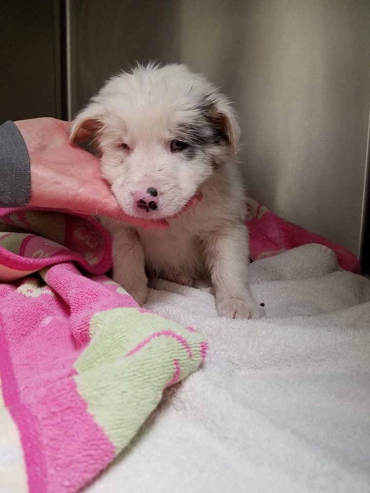 Puppy found wrapped in trash bags and dumped in creek in Scott County.