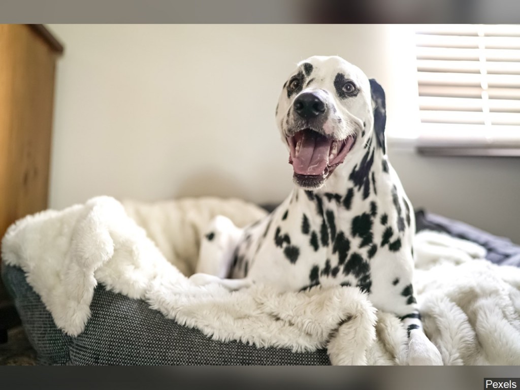 Dog Image via MGN Online