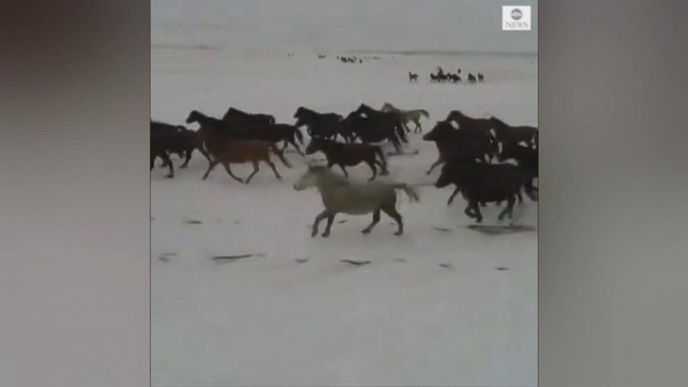 Wild Horses