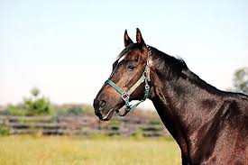 Graded stakes winner Silver Ray died New Year's Day 1-1-19 at the age of 30 at Old Friends in Scott County