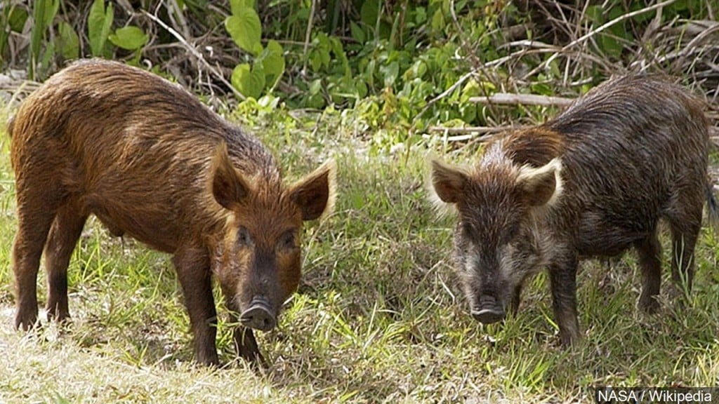 U.S. Ag Dept: Several agencies will work together on an initiative that will include aerial operations and bait trapping to euthanize feral hogs.