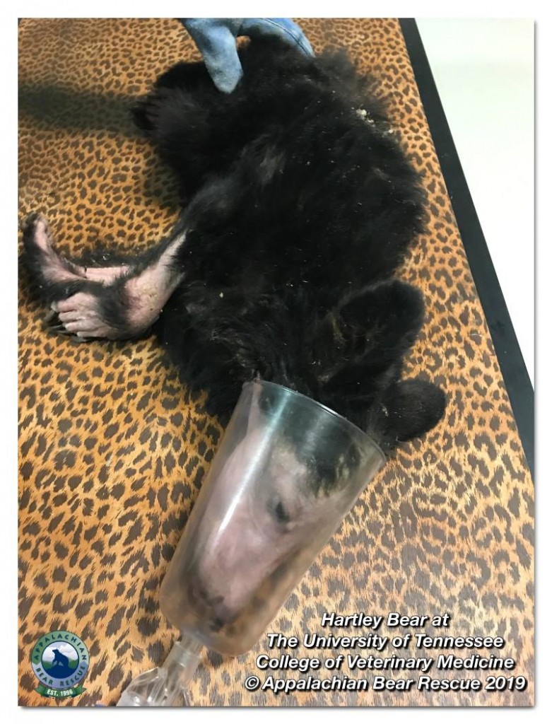 Bear rescue