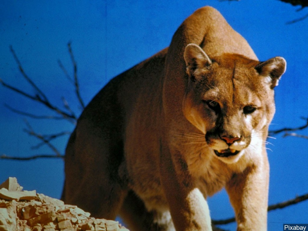 Mountain lion background