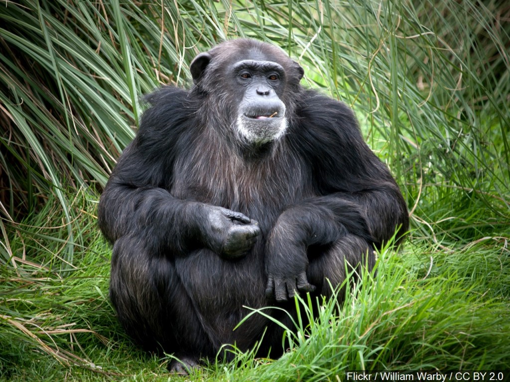 Chimpanzee