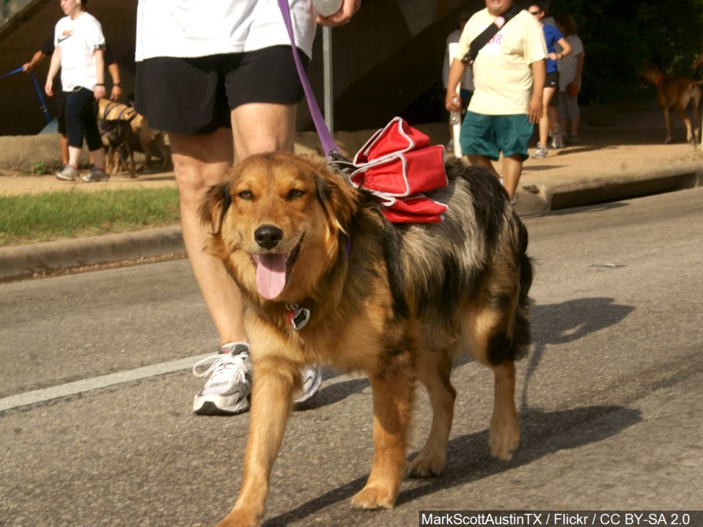 Person walking a dog