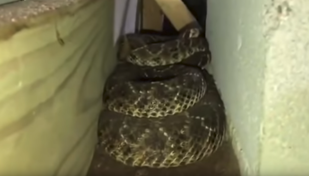 Rattlesnakes