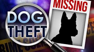 Dog Theft generic graphic