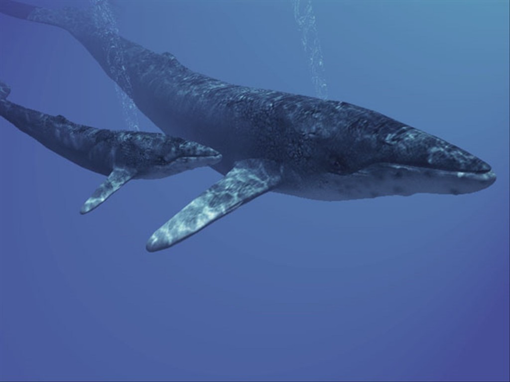 Whale family via MGN Online