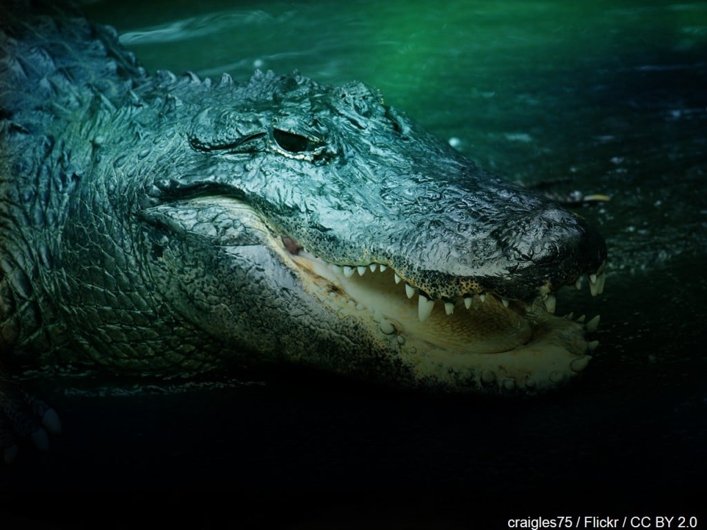 Alligator background via MGN Online