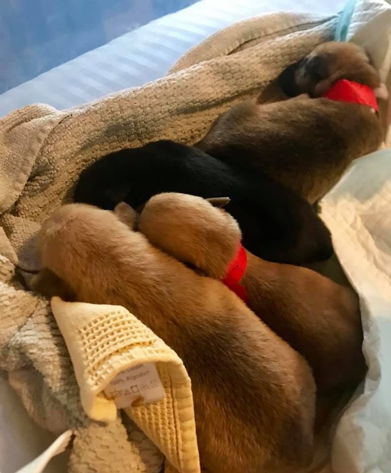 11 newborn puppies found abandoned in Jackson County.