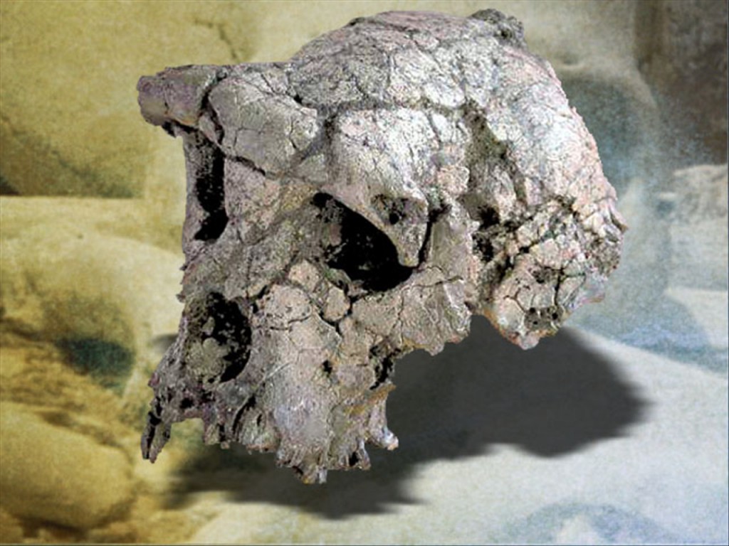 fossil skull over skull bg via MGN Online