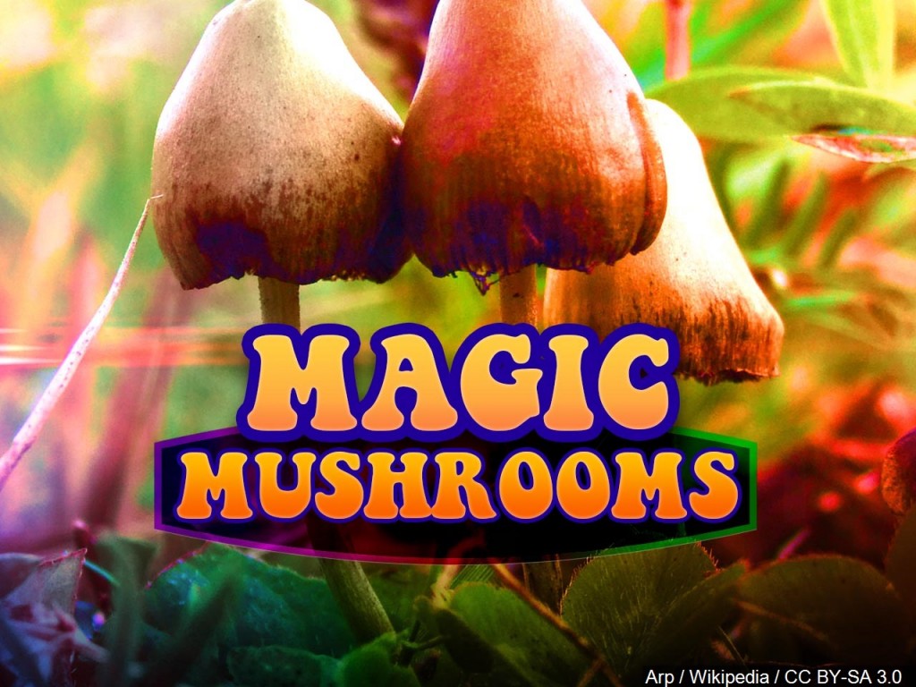 Denver to hold referendum on magic mushroom use