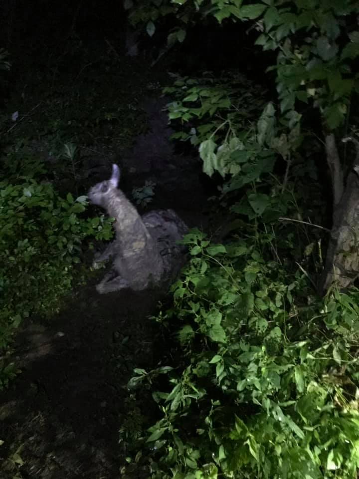 Llama Rescued