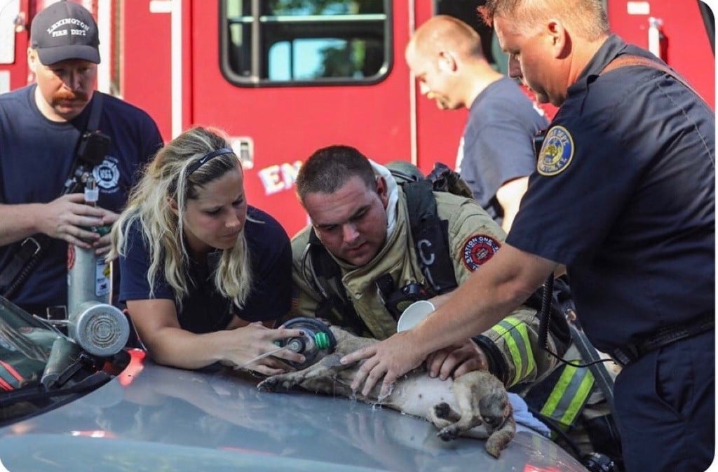 Lexington Fire Department uses pet resuscitation mask on puppy after rescuing it from a fire.