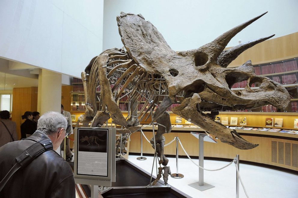 PHOTO: A triceratops skeleton is seen in Paris before his auction by Christies house.