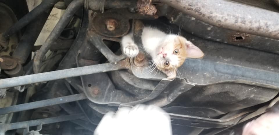 Kitten was caught in the subframe of a car. Midas Frankfort helped remove it.