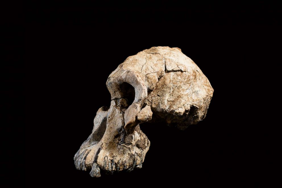 A group of researchers has discovered a "remarkably complete" cranium of a 3.8-million-year-old early human ancestor in the Afar region of Ethiopia.