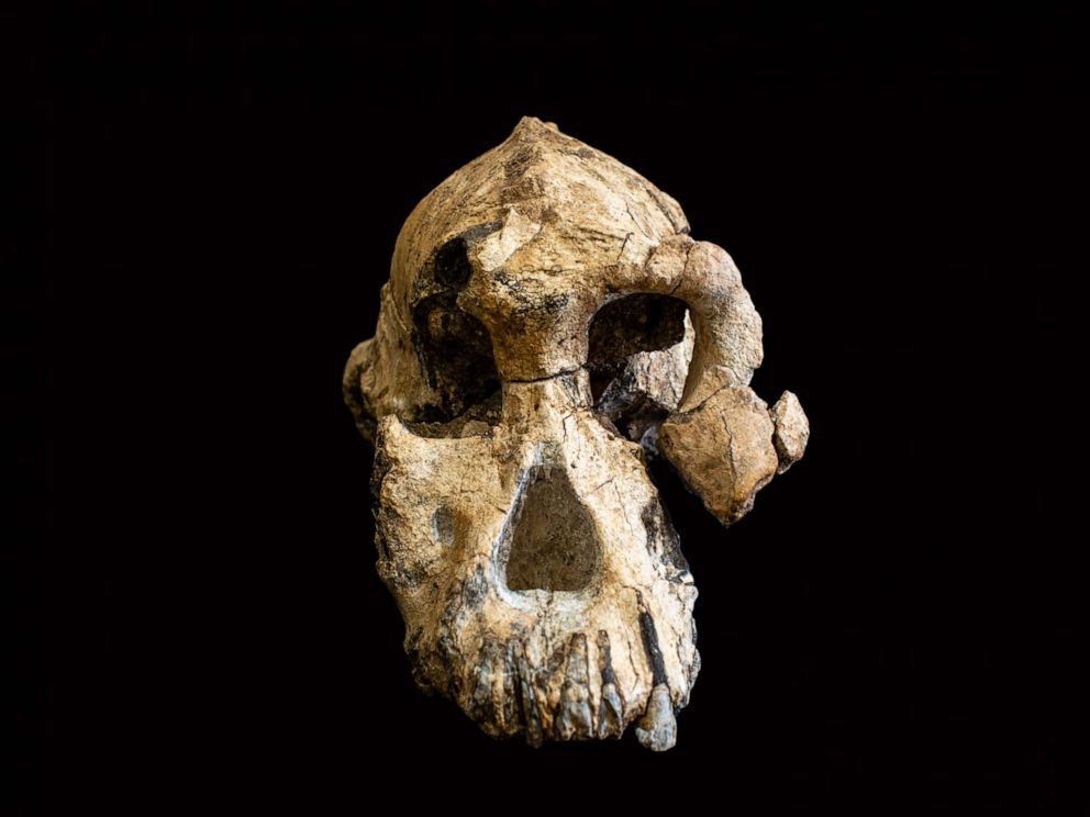 PHOTO: A group of researchers has discovered a remarkably complete cranium of a 3.8-million-year-old early human ancestor in the Afar region of Ethiopia.