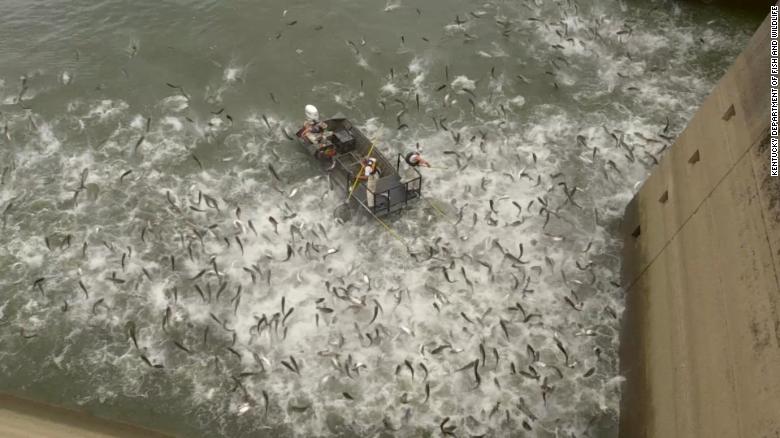 Kentucky is using 'shocking' boats to show just how bad its Asian carp problem is