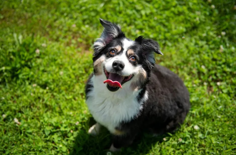 Callie Early Times Whiskey All American dog