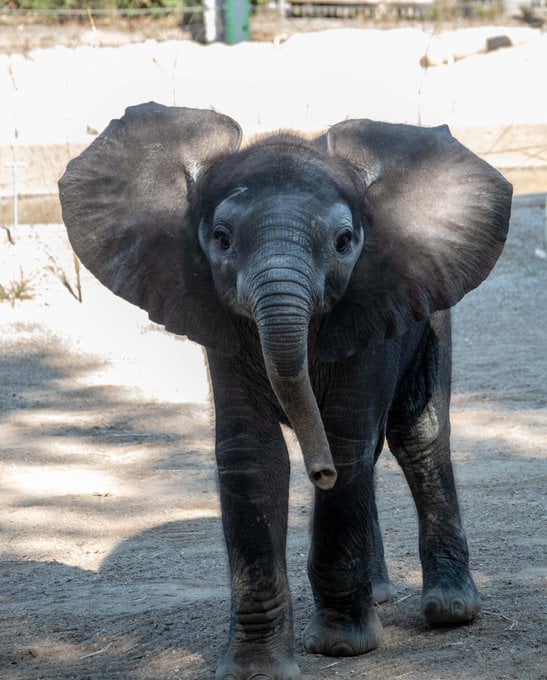 The zoo is holding a contest and is seeking name suggestions for the male elephant through Sept. 29.