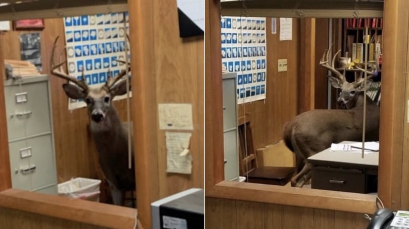 12-point buck somehow got into a hardware store in Pike County 9-13-19.  Photo courtesy Kentucky State Police