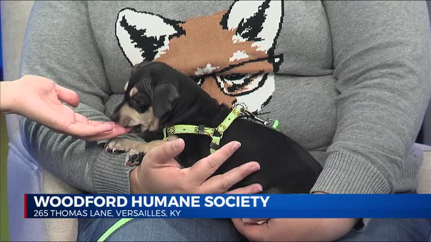 Woodford Humane Society Jobs